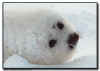 Harp Seal Pup Close Up in a Snowstorm