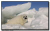 Harp Seal Pup, Isle de la Madeleine, Quebec