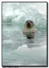 Adult Harp Seal Swimming, Isles de la Madeleine, Quebec