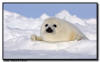 Harp Seal Pup, Isles de la Madeleine, Quebec