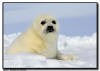Harp Seal Pup Close Up, Isles de la Madeleine, Quebec