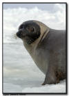 Adult Harp Seal Portrait, Isles de la Madeleine, Quebec