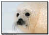 Harp Seal in a Snow Storm