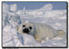 Harp Seal in the Snow, Isles de la Madeleine, Quebec