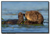 Sea Otters, CA