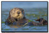Sea Otter, CA