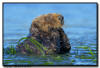 Sea Otter, CA