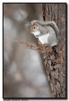 Grey Squirrel, Minnesota