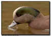American Wigeon Sipping Water