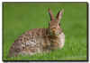 Eastern Cotton Tailed Rabbit
