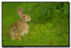Eastern Cotton Tailed Rabbit