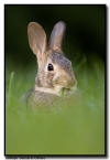 Eastern Cotton Tailed Rabbit, MN