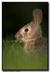 Eastern Cotton Tailed Rabbit, Minnesota
