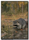 Raccoon Feeding in a Pond
