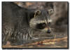 Raccoon Feeding in a Pond Close Up