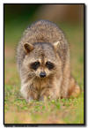 Raccoon, Florida