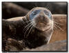 Harbor Seal, La Jolla CA