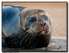 Harbor Seal, La Jolla CA