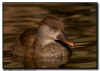 Red Crested Pochard Hen