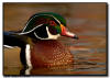 Wood Duck Drake Portrait, New Mexico