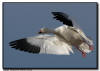 Snow Goose Landing Image