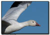 Snow Goose Close Up Flight Shot