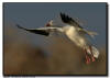Snow Goose Flight Shot