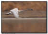 Trumpter Swan in Flight Pan Blur