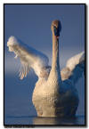 Trumpter Swan Cynget Wing Flap, MN