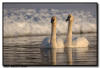 Trumpter Swans, MN