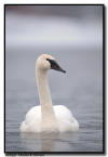 Trumpter Swan, Hudson, WI