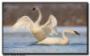 Trumpter Swan Wing Flap, Hudson, WI