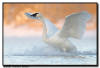 Trumpter Swan Landing, Hudson WI