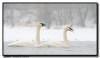 Trumpter Swans, Hudon, WI
