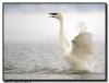 Trumpter Swan Landing, Hudson, WI