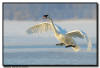 Trumpeter Swan Landing, Hudson, WI