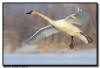 Trumpter Swan in Flight, Hudson WI