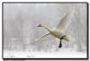 Trumpeter Swan Flight in Snow, Hudson WI