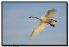 Trumpeter Swan in Flight, Hudson WI