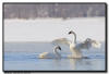 Trumpeter Swan courtship, Hudson WI