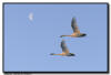 Trumpeter Swans in Flight with moon
