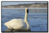 Trumpeter Swan with Environment