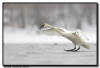 Trumpeter Swan Flight and Landing