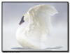 Trumpeter Swan Close Up Wing Flap