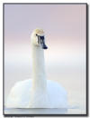 Trumpter Swan Portrait 