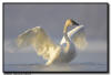 Trumpeter Swans Sunrise Wing Flap