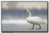 Trumpeter Swan on Ice