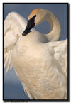Trumpter Swan Wing Flap, MN