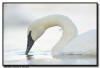 Trumpter Swan 