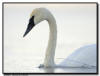 Trumpeter Swans in Ice